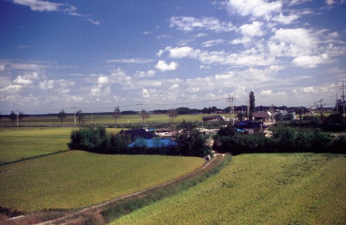 Blick auf ein Dorf mit vielen Reisfeldern