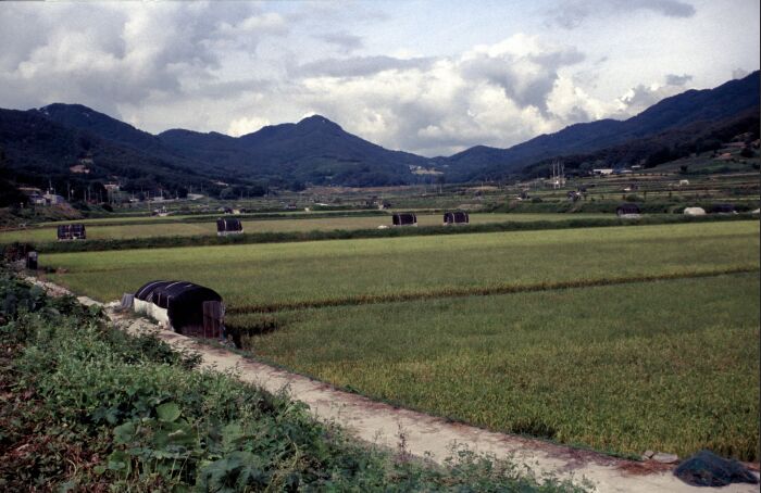 Reisfelder und die Bvon-Gun-Berge