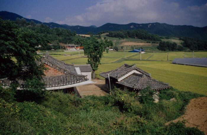 Reis und traditionelle Häuser