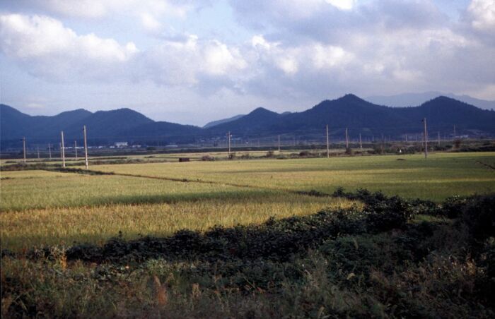 viele Reisfelder 