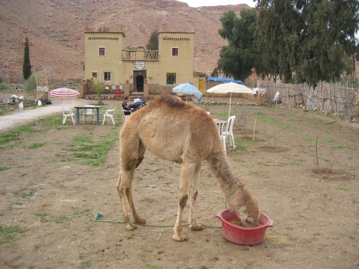unser erste Kamel