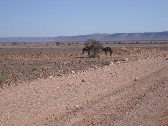 unsere ersten wilden Kamele