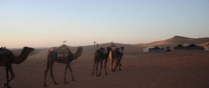 Touriskamele in der Wüste