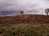 magere Überreste eines durch Feuer zerstörten Korkeichenwald südlich von Grandola