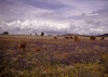 Kühe auf einer Blumen übersähten Weide westlich von Cercal