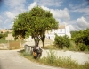 üppig beladene Orangenbäume in der Algarve