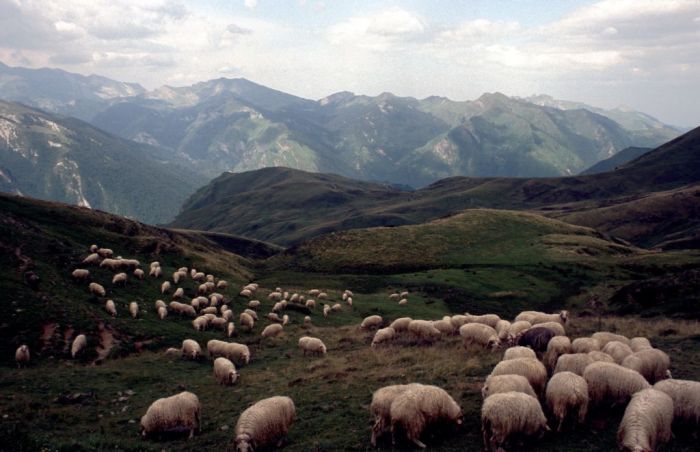 Schafe kurz vor dem Col d´ Aubisque