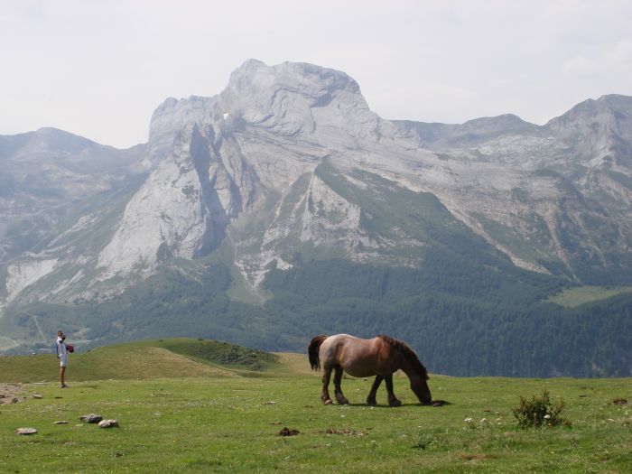 Pferde auf der Alm beim Col d´ Aubisque